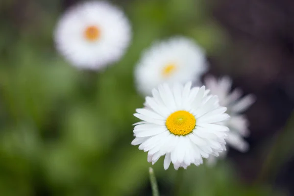 White Flower Bed Delicate Fresh Flower — 스톡 사진