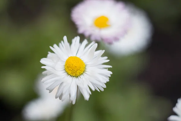 White Flower Bed Delicate Fresh Flower — 스톡 사진