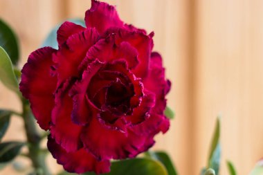 Fotoğraf nazik güzel kırmızı çiçek, yaprakları, makro, yakın çekim. Birçok yaprakları ile kırmızı siyah kenarlık ile terry adenium