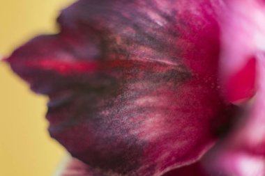 Mor beyaz-pembe güzel benekli çok renkli yaprakları close-up makro.