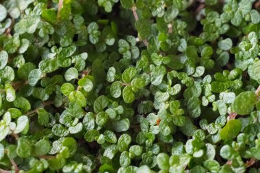 pencerede bir tencerede küçük yaprakları ile yeşil çiçek. küçük pot. genç yeşiller
