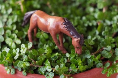 pencerede bir tencerede küçük yaprakları ile yeşil çiçek. küçük yapraklar. genç yeşiller. küçük çimenler. küçük at. yeşil bonsai