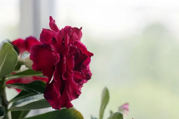 Foto Doce Bela Flor Vermelha Pétalas Macro Close Vermelho Com — Fotografia de Stock