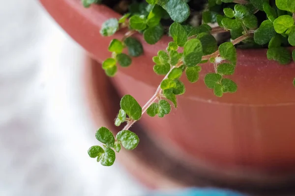 Flor Verde Com Pequenas Folhas Pote Janela Pote Pequeno Verdes — Fotografia de Stock