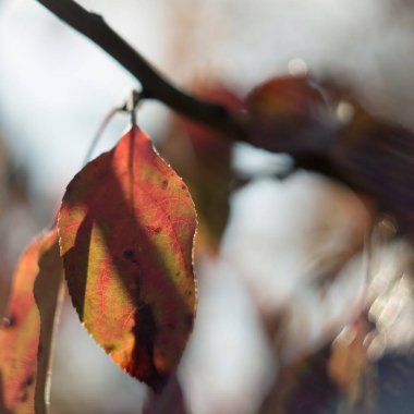 Sonbaharda ormanda portakal yapraklı dallar. Doğa geçmişi. Güneşte sonbahar yaprakları ve bulanık ağaçlar