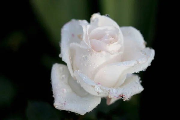 Rosa Branca Jardim Pétalas Rosa Close — Fotografia de Stock