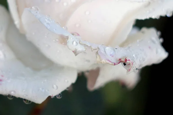 Rosa Branca Jardim Pétalas Rosa Close — Fotografia de Stock