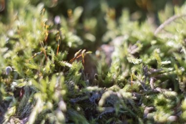 Ormandaki bir ağaçta yeşil yosun. Fotoğrafın sığ bir alan derinliği var. Doğal yüzeydeki yemyeşil kertenkelelere yakın çekim. Güzel yosun..
