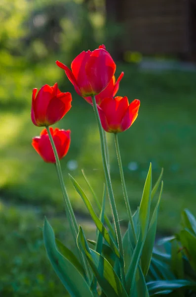 Tulipas vermelhas no jardim, luz de fundo — Fotografia de Stock