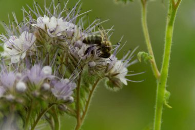 Arılar bal çiçeği toplar