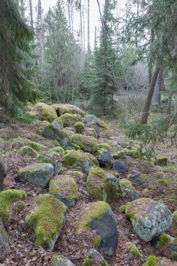 Ormanda eski taşyığını. Doğanın yaratılması.