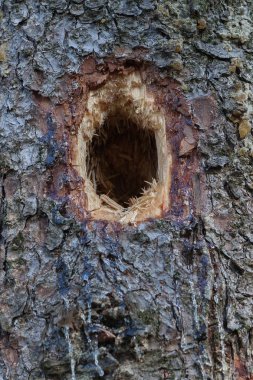bir ağaç gövdesinde oyuk. Ağaçkakan evi.
