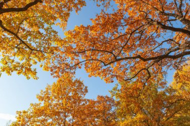 Mavi gökyüzüne karşı ağaçların dallarında parlak sonbahar yaprakları.