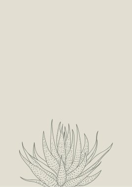 Haworthia grafik baskı. İskandinav tarzı içinde posteri