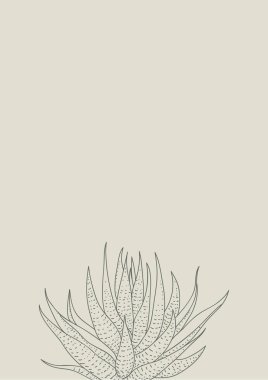 Graphic print of Haworthia. Poster in Scandinavian style clipart