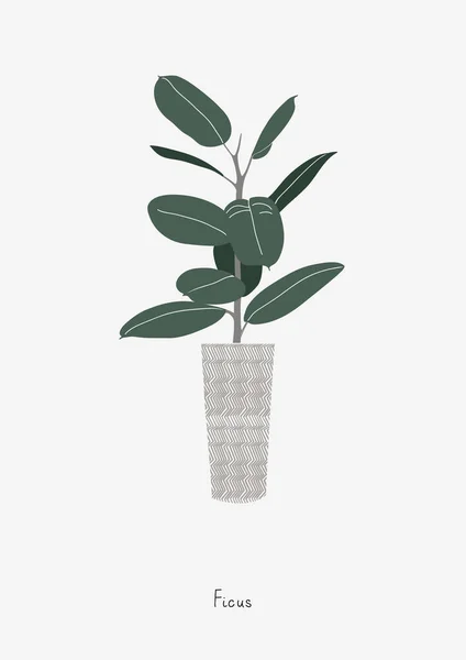 Grafik yazdırma Ficus ağacının. İskandinav tarzı içinde posteri