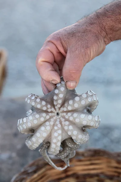 Bir adamın esmer, yakın plan kıllı eli taze yakalanmış bir ahtapotu tutuyor. Güney İtalya 'nın Puglia bölgesinde, Bari' de bir balık pazarında. Arka planda bulanık bir sepet