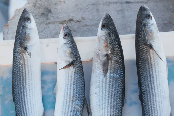 Taze yakalanmış balıklar birbirlerine paralel olarak paletin içine dikey olarak yerleştirilir. Güney İtalya 'da, Bari, Apulia bölgesinde bir balık pazarında..