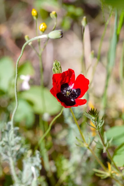 Bir kırmızı gelincik çiçeği yakında, yeşil yaprakların bulanık arka planında çiçek açıyor. Fotokopi arkaplanı veya kart için yer var.