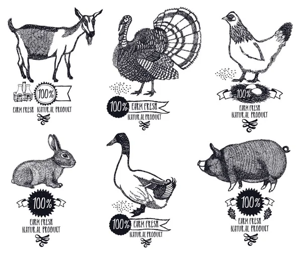 Fazenda produto natural fresco frango cabra pato porco peru coelho — Vetor de Stock