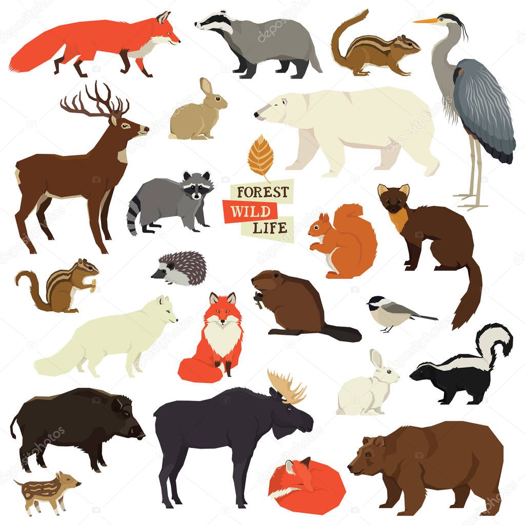 Forest Wildlife Isolated objects Animals set