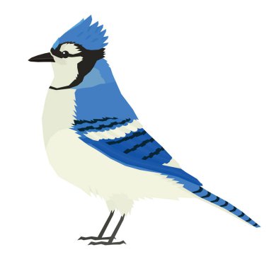 Mavi Jay kuş yaban hayatı vektör hayvanlar izole nesnesi