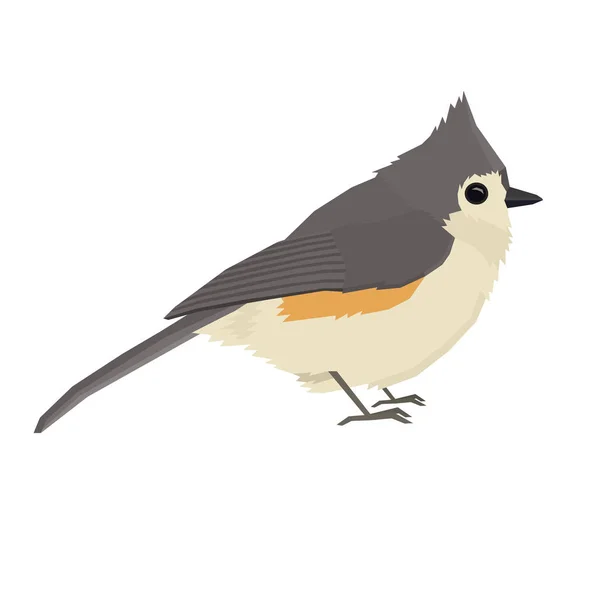 Tufted titmouse Ilustração vetorial de pássaro Objeto isolado —  Vetores de Stock