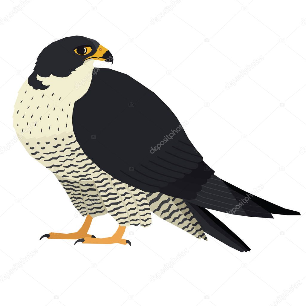 Birds collection Vector illustration of a peregrine falcon Isolated object