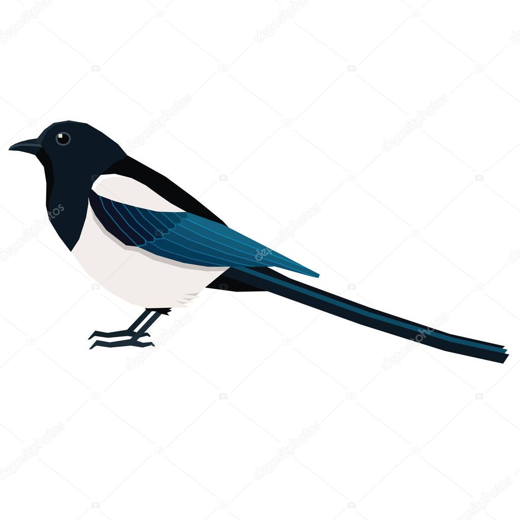 Birds collection Magpie Vector illustration Isolated object set