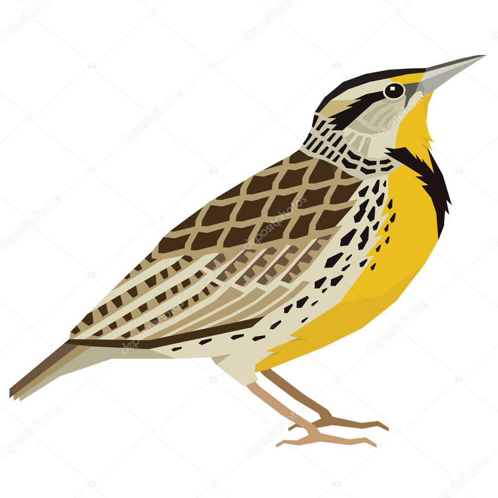 Birds collection Western meadowlark Vector illustration Isolated object set