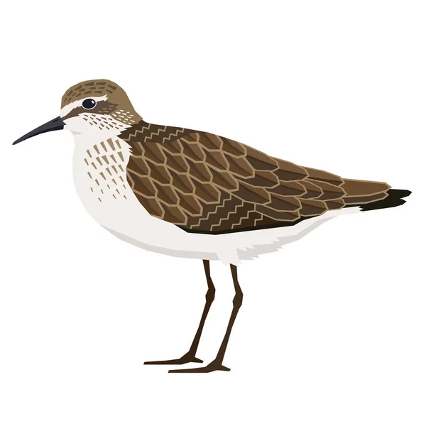 Oiseaux collection Sandpiper Illustration vectorielle Objet isolé — Image vectorielle
