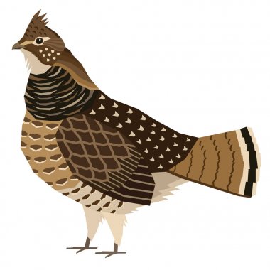 Fırfırlı orman tavuğu Kuşlar toplama Vektör illüstrasyon Izole nesne