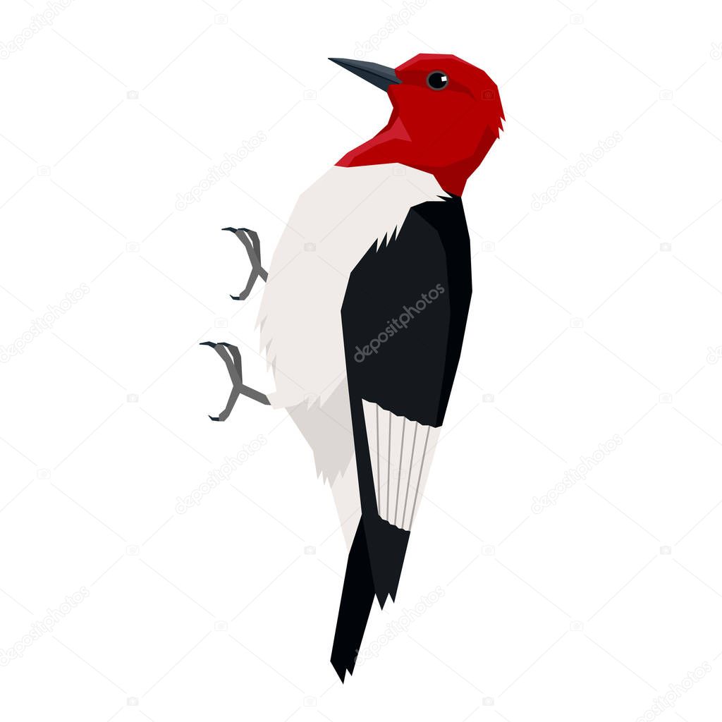 Red headed woodpecker Birds collection Vector illustration Isolated object set