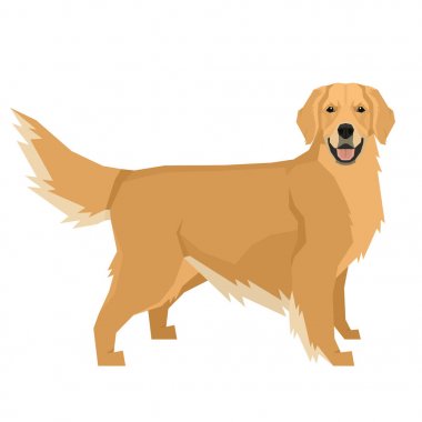 Köpek koleksiyonu Golden Retriever Geometrik tarzı İzole nesne