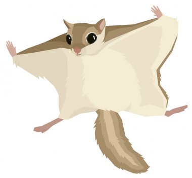Wild animals Vector illustration of the flying squirrel Isolated object Geometric style  clipart