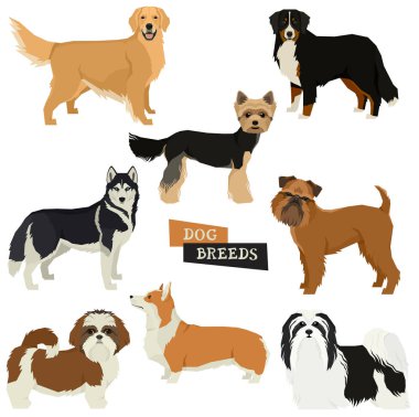 Vektör illüstrasyon Köpek toplama Yorkshire terrier, Havanese Köpek, Sibirya Husky, Golden Retriever, Bernese Dağ Köpeği, Griffon Bruxellois, Shih Tzu, Pembroke Galce Corgi Izole nesneler