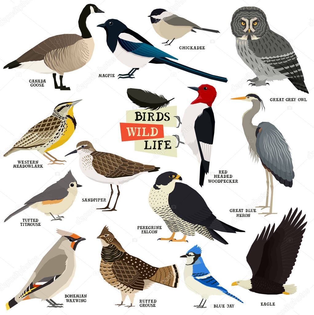 Vector illustration of the 14 birds Isolated objects Geometric style set