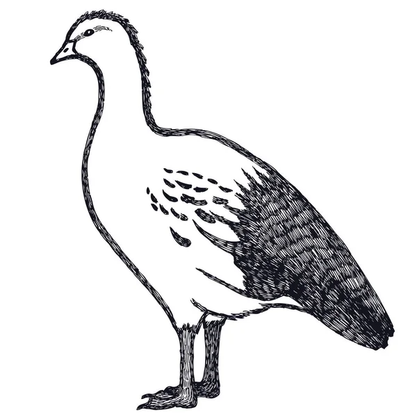 Ruční kreslení vektorová ilustrace kachny a husy Andská Husa — Stockový vektor