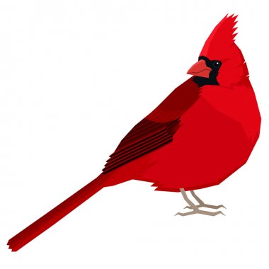 Cardinal bird Vector illustration Isolated object clipart
