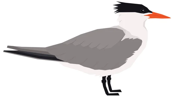 Royal tern Bird vektor illustration isolerat objekt — Stock vektor