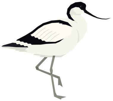 Pied avocet kuş vektör illüstrasyonu izole nesne
