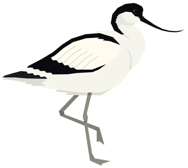 Pied avocet bird Illustrazione vettoriale Oggetto isolato — Vettoriale Stock