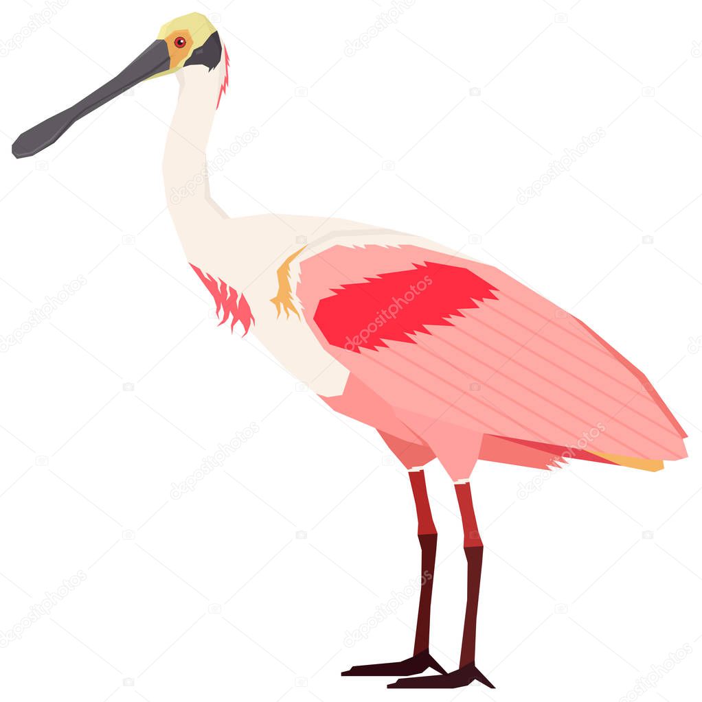 Roseate Spoonbill bird Vector illustration Isolated object set