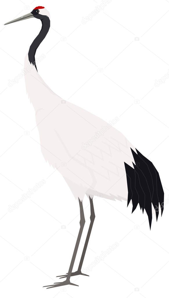 Birds collection Red-crowned crane Vector illustration Isolated 