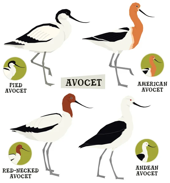 Συλλογή πτηνών Avocet πτηνά Εικονογράφηση διάνυσμα Απομονωμένο αντικείμενο — Διανυσματικό Αρχείο