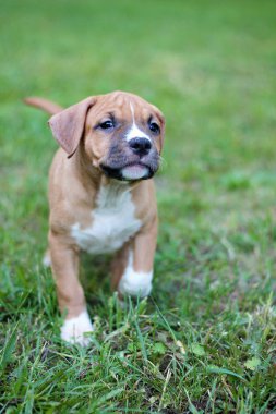 Amerikan Staffordshire Teriyeri. Kahverengi köpek yavrusu