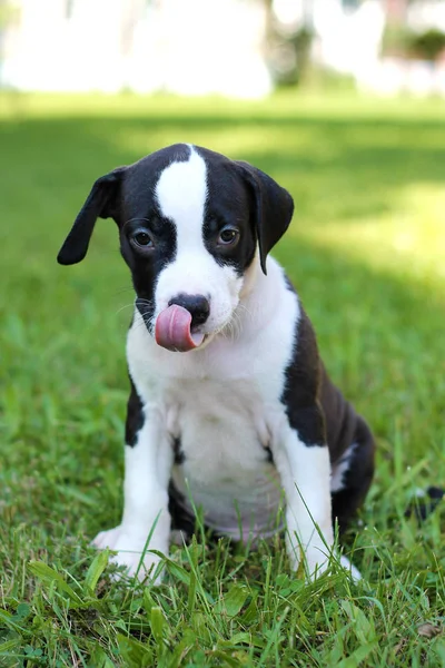 Terrier Black Puppy American Staffordshire Terrier — Stock Photo, Image