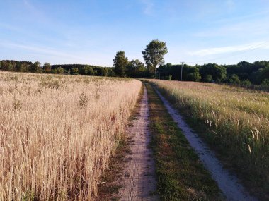 Sahaya giden yol. Yaz zamanı. Manzara