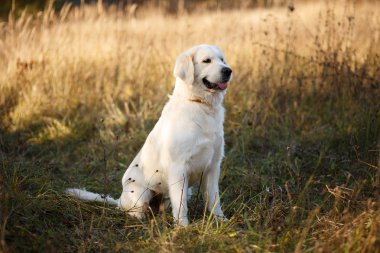 Doğada altın geri almak