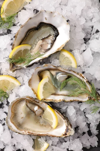 Raw Oysters Lemon Slices Dill Ice Cubes — Stock Photo, Image